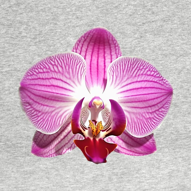 Pink Orchid Flower Art Print by Cre8ily